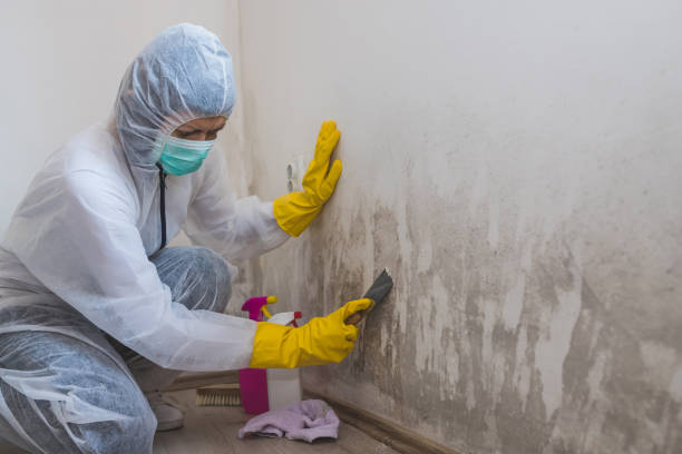 Best Residential Mold Removal  in Stoneville, NC