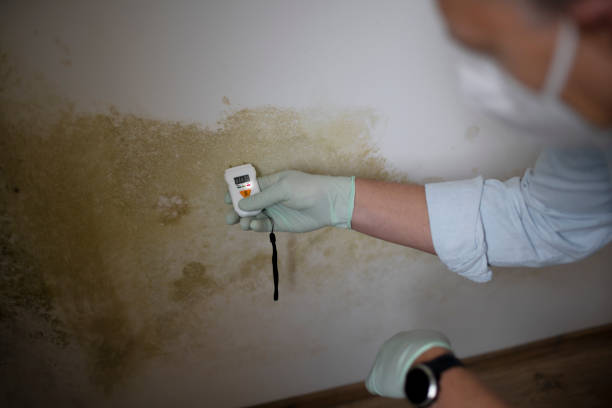 Best Commercial Mold Removal  in Stoneville, NC