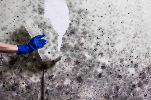 Best Black Mold Removal  in Stoneville, NC