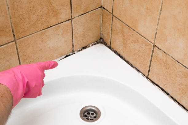 Best Residential Mold Removal  in Stoneville, NC