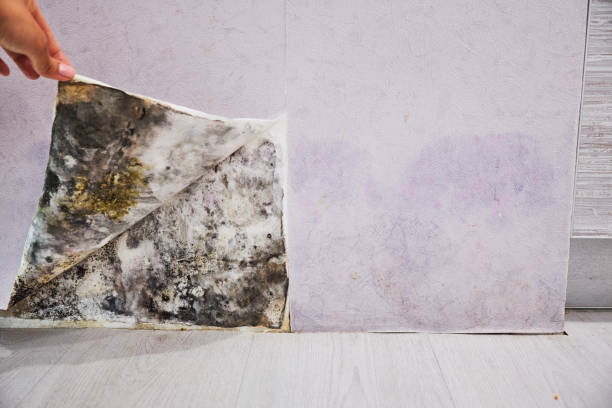Home Mold Removal in Stoneville, NC
